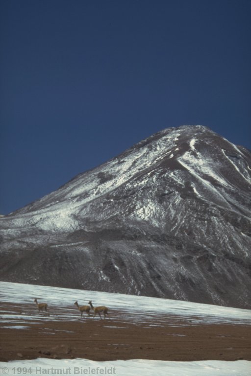 Cerro Colorado, mit einigen Guanacos im Vordergrund.