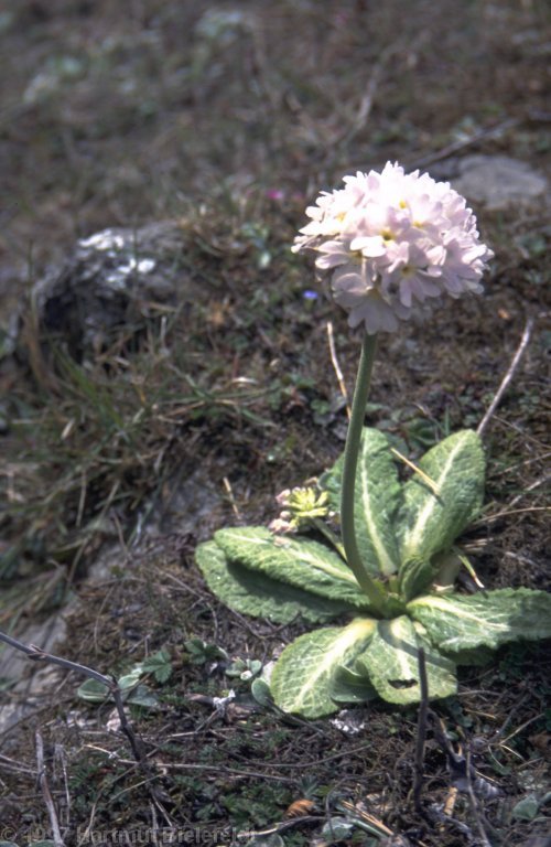 flowers along the way. A spherical primula, this one is quite special (an albino)