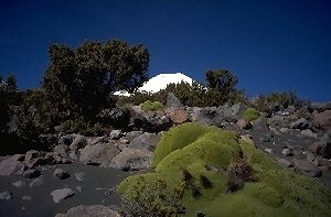 Tree at Pallachata volcanoes