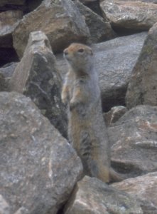 The inhabitant of the summit stone pile