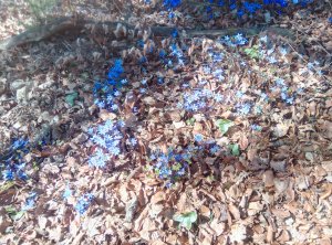 viele Blumen am Wegesrand