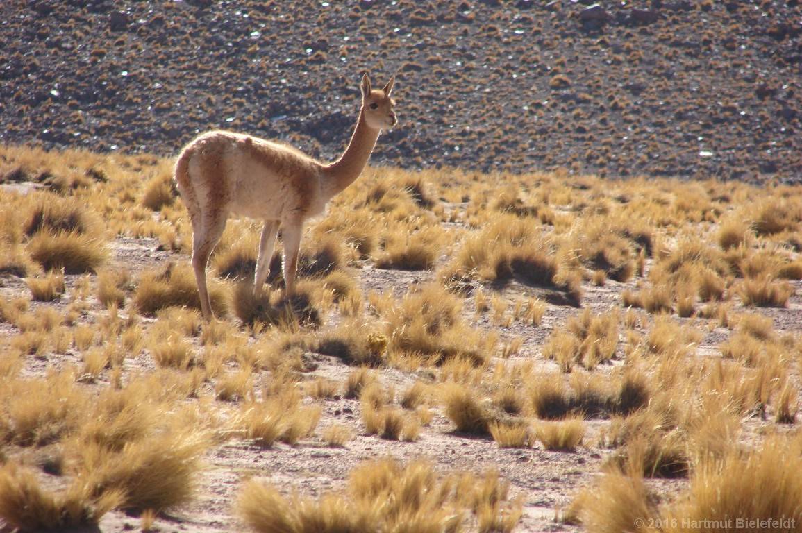 Guanaco (oder Vicu�a?)