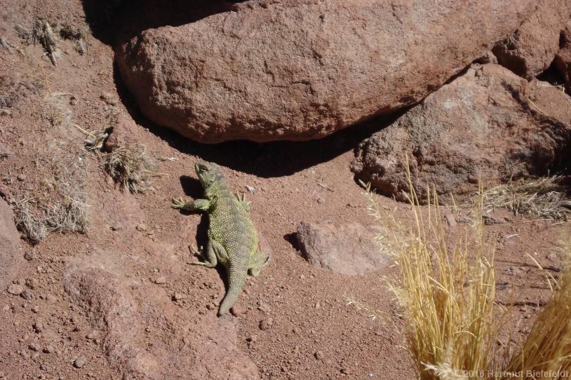 Echse, hat sich uns nicht namentlich vorgestellt