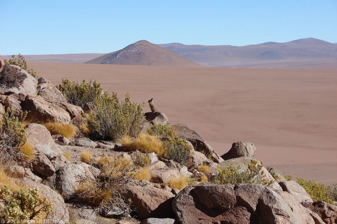 Vizcacha (Hasenmaus)