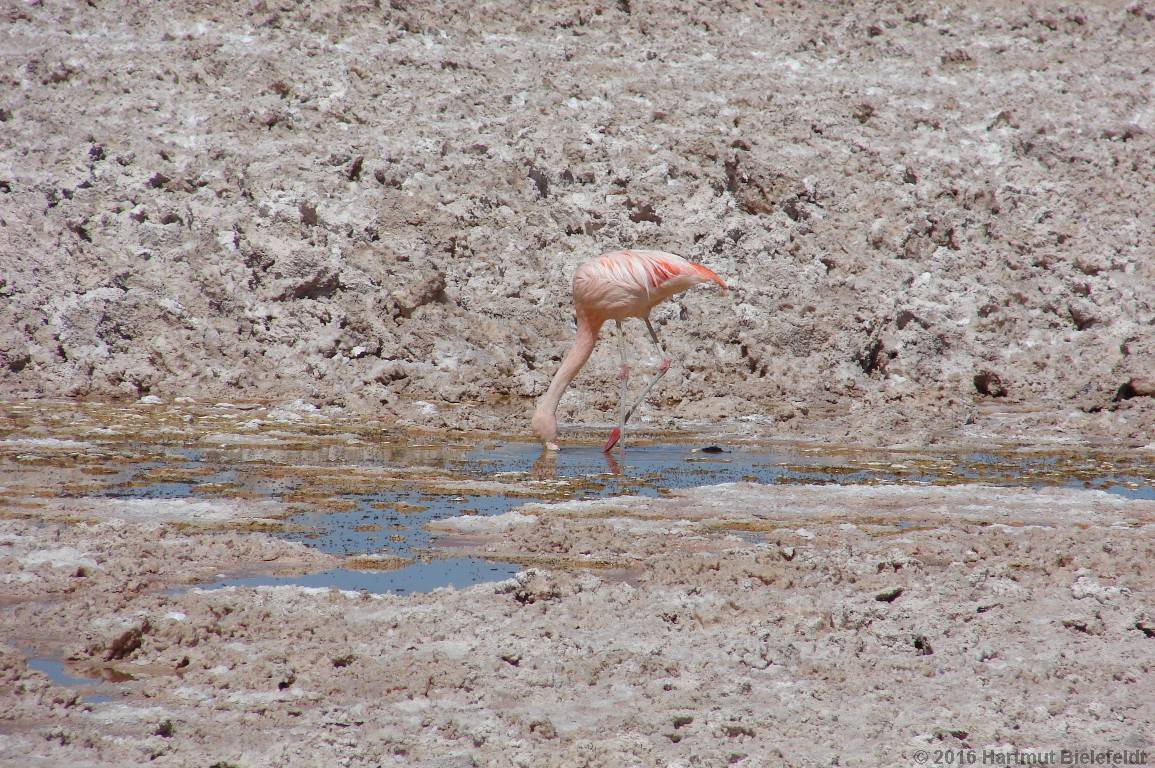 Hier leben drei Sorten Flamingos
