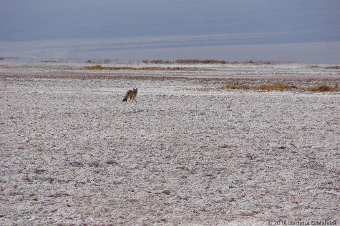 Der W�stenfuchs trollt sich, offenbar ohne Beute