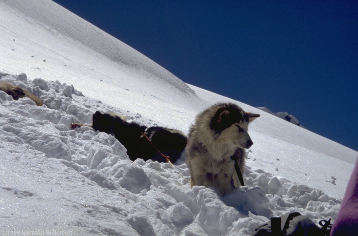 We meet Russians attempting a world record in altitude with dog sleds