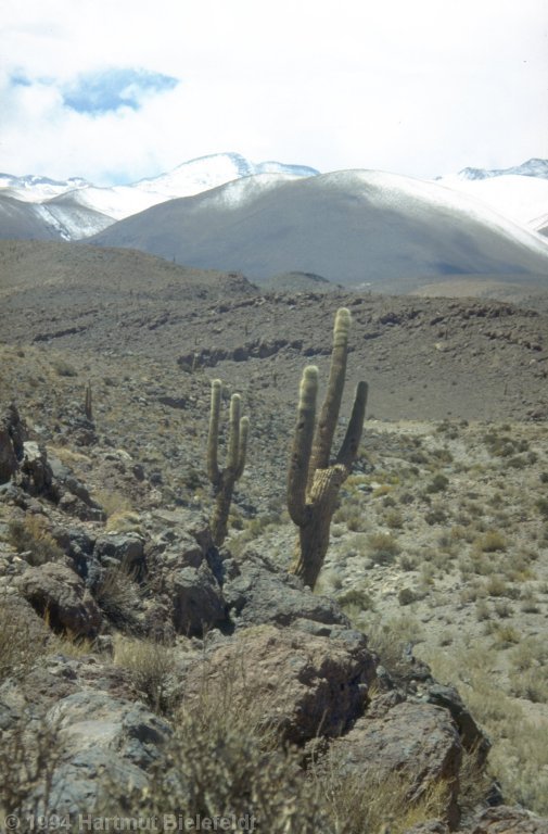 In größerer Höhe wachsen Kandelaber-Kakteen und Punagras.