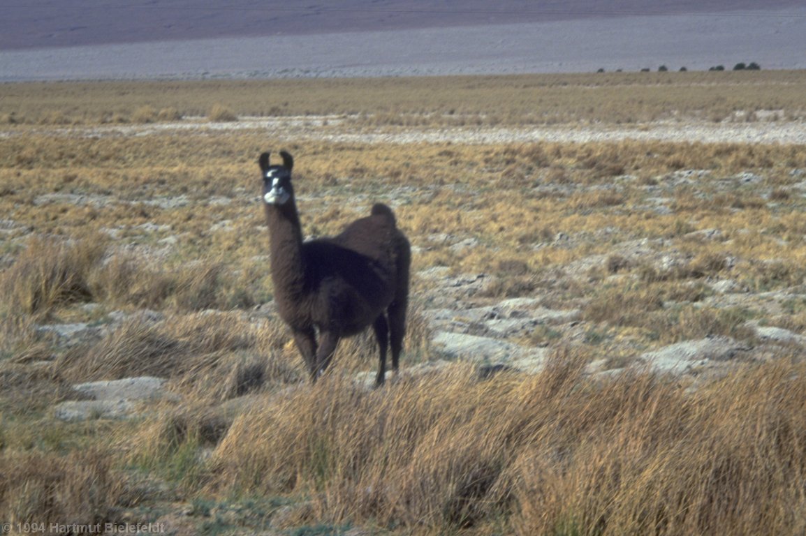 Lama at Salar de Atacama