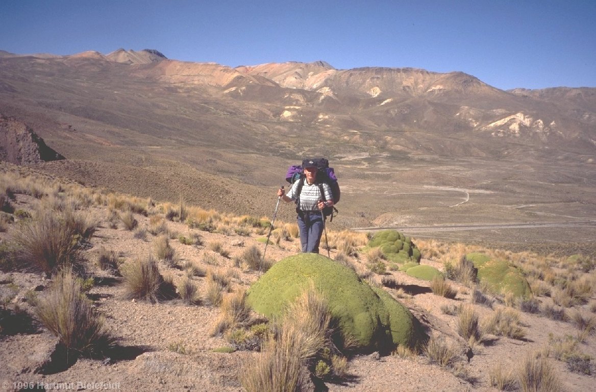 Große Llareta-Hartpolsterpflanzen sind auf dem Weg zum Taapacá zu sehen.
