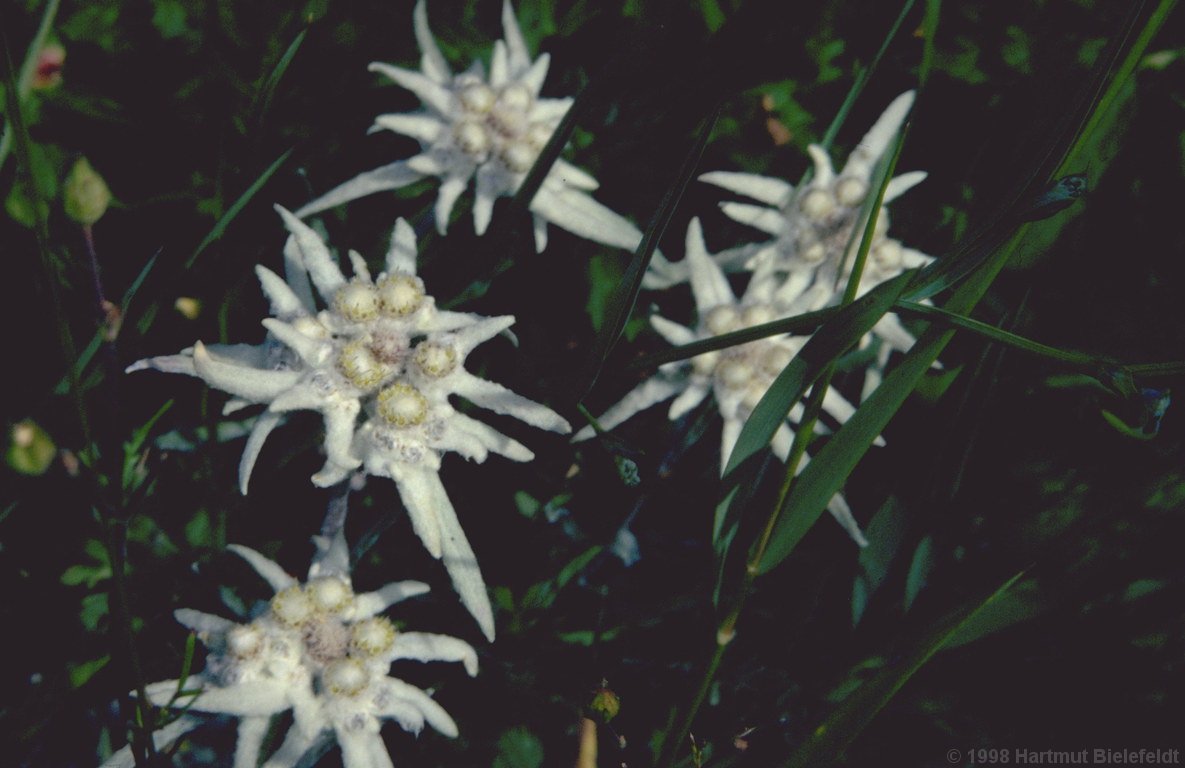 Also here the meadows are strewn with edelweiss.