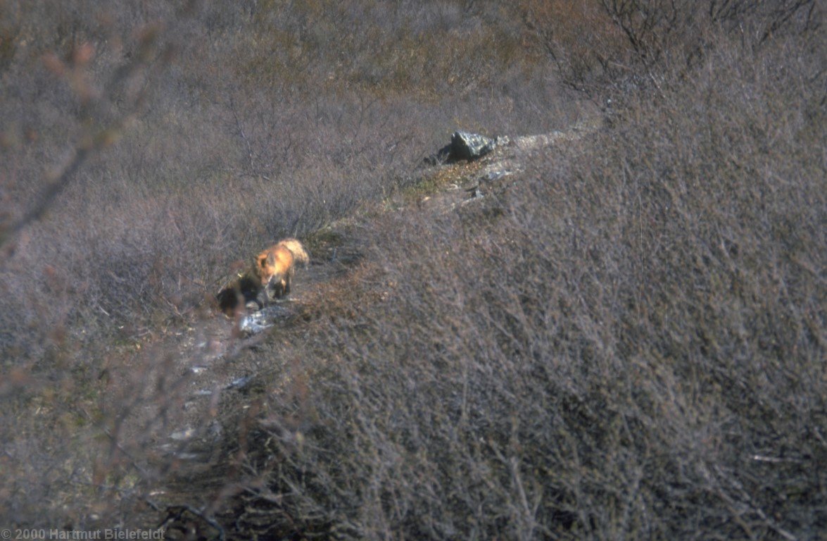 Ein Fuchs kreuzt unseren Weg