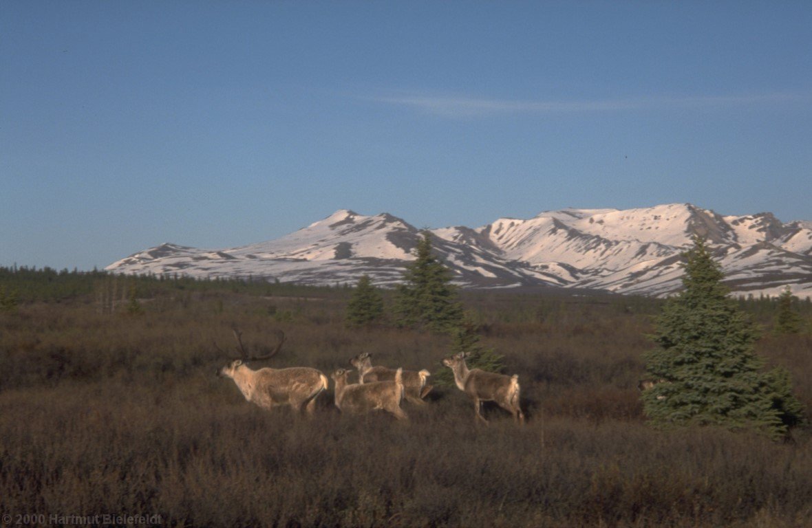 Karibus nahe des Campingplatzes
