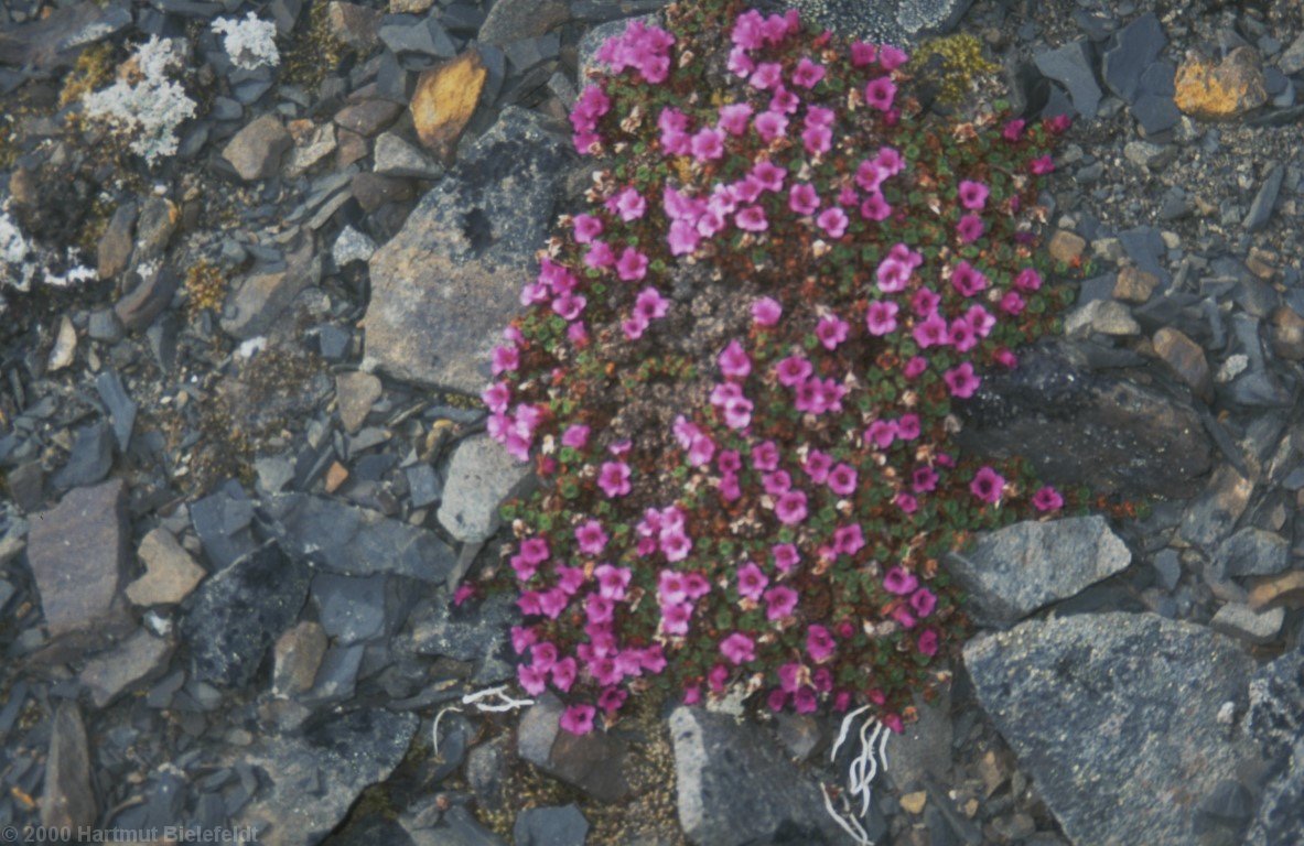 Auf 1500 m wächst sehr wenig, aber mehr als auf gleicher Höhe im Süden.
