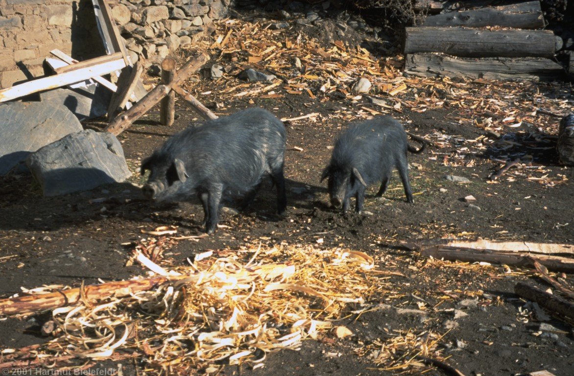 The domestic garbage collection