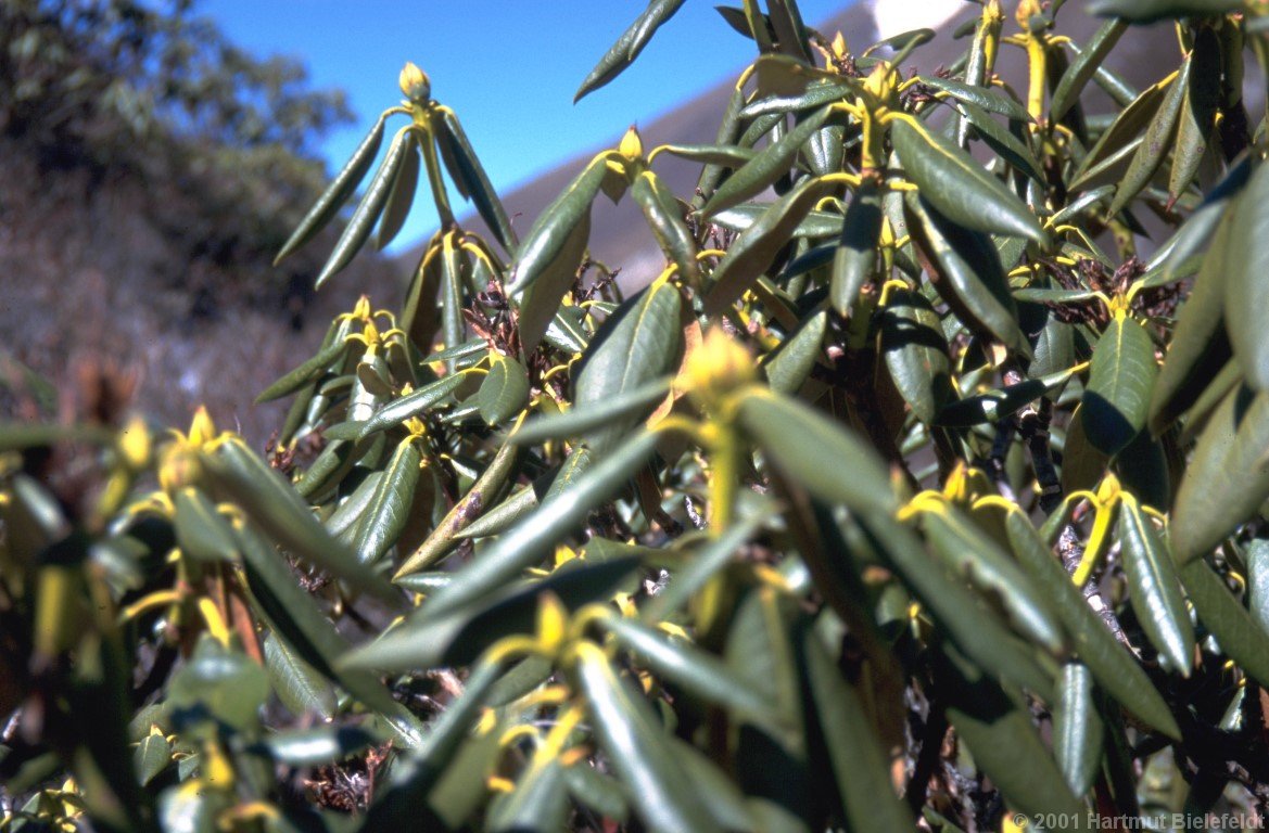 Not yet the time for blossoms.