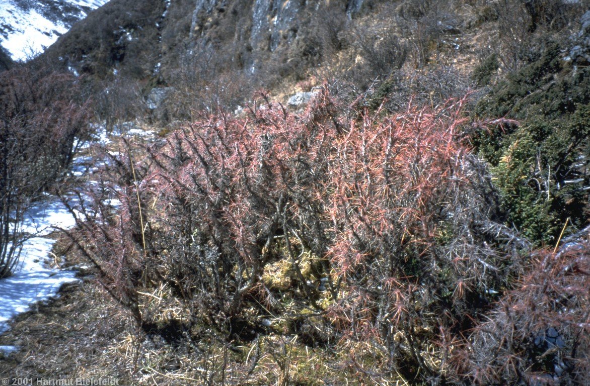 These bushes, in contrast, are a nuisance, because the thorns get caught in our clothes, and they are about half a meter high.