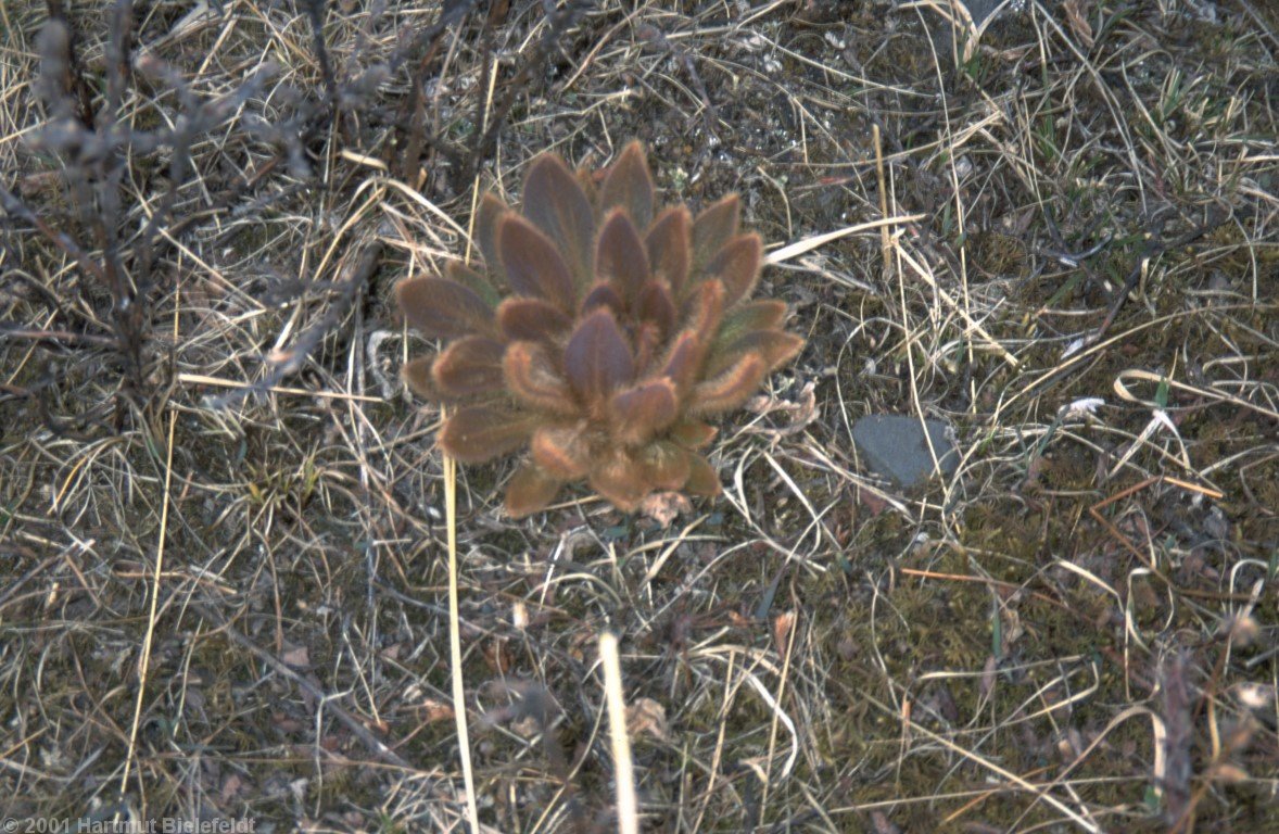 Such plants are more seldom in between the thornbushes.