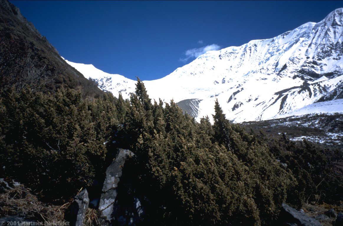 The rest of the area is overgrown by dense juniper.