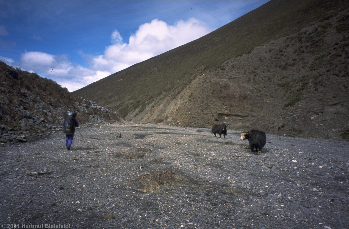 Unterwegs grast eine Herde halbwilder Yaks
