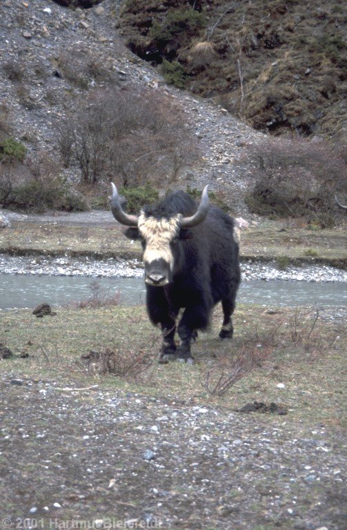 Die Viecher sind ziemlich kurzsichtig und bekommen jedesmal einen Riesenschreck, wenn man näher als drei Meter herankommt.