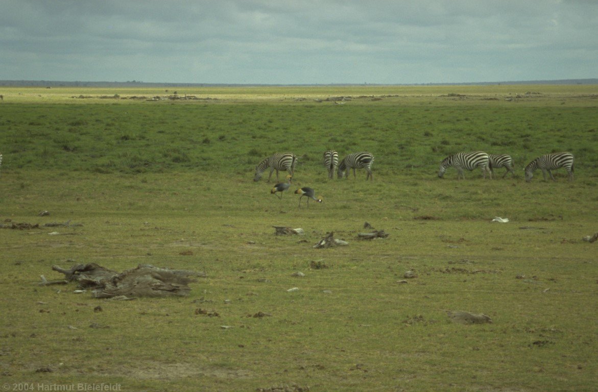 Cranes are always encountered as couples