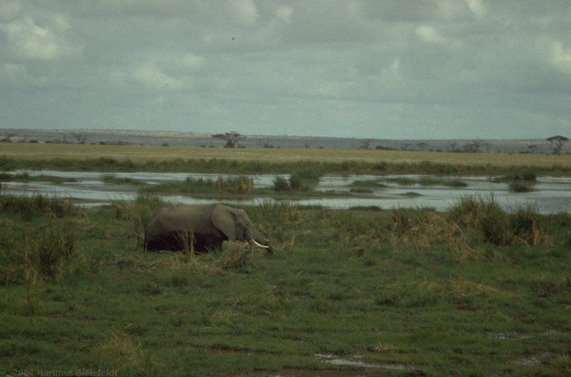 The elephant is not so small, he is standing one half in the water