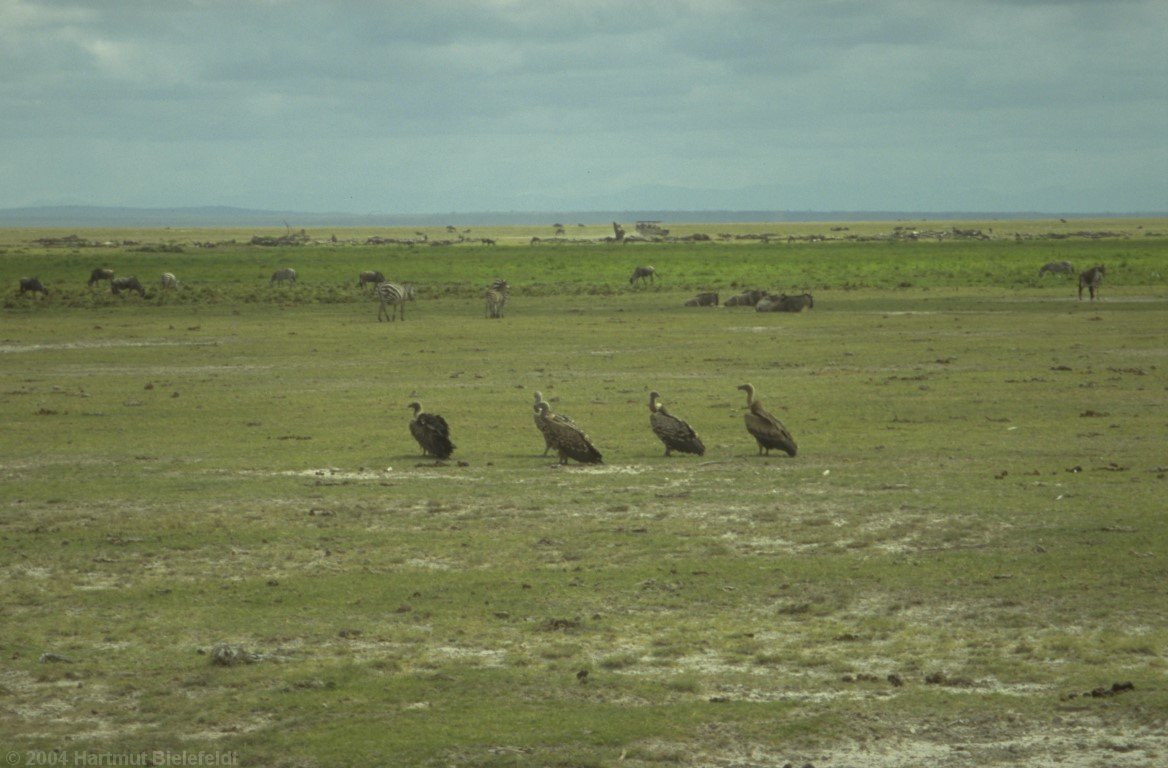 The vultures are waiting