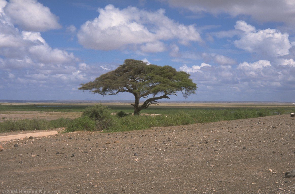 Schirmakazie, der typische Baum für diese Gegend