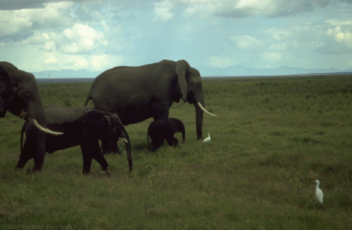 Die Größenunterschiede in der Elefantenfamilie sind gewaltig