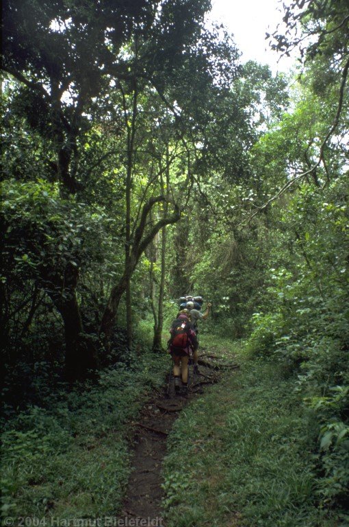 Die Regenwaldzone ist in einer Stunde durchquert