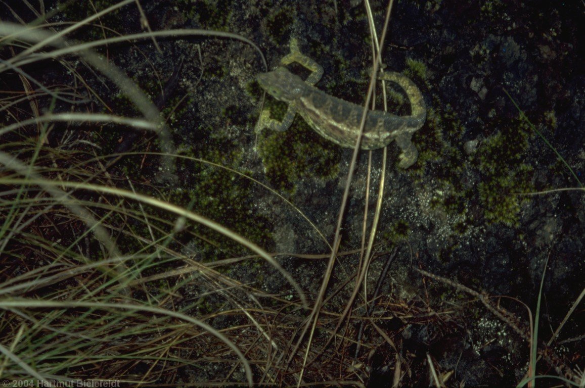 Chamäleon auf dem Weg