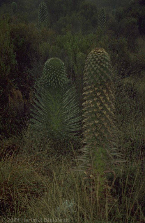 Riesenlobelien, gut einen halben Meter hoch