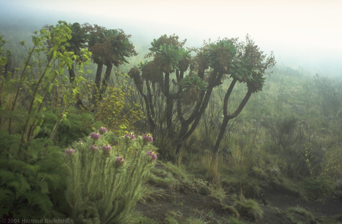 Bald wird die Vegetation dichter
