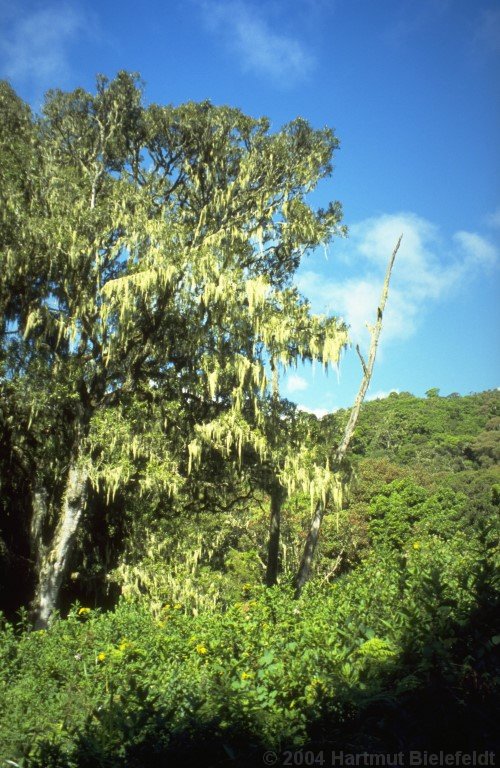 Großvater-Bart hängt von den Bäumen