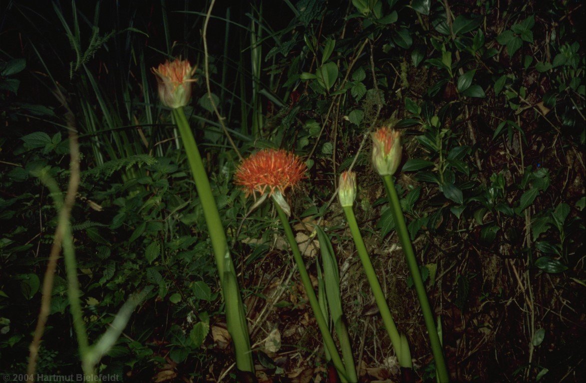 Unweit des Weges finden sich schöne Blumen...