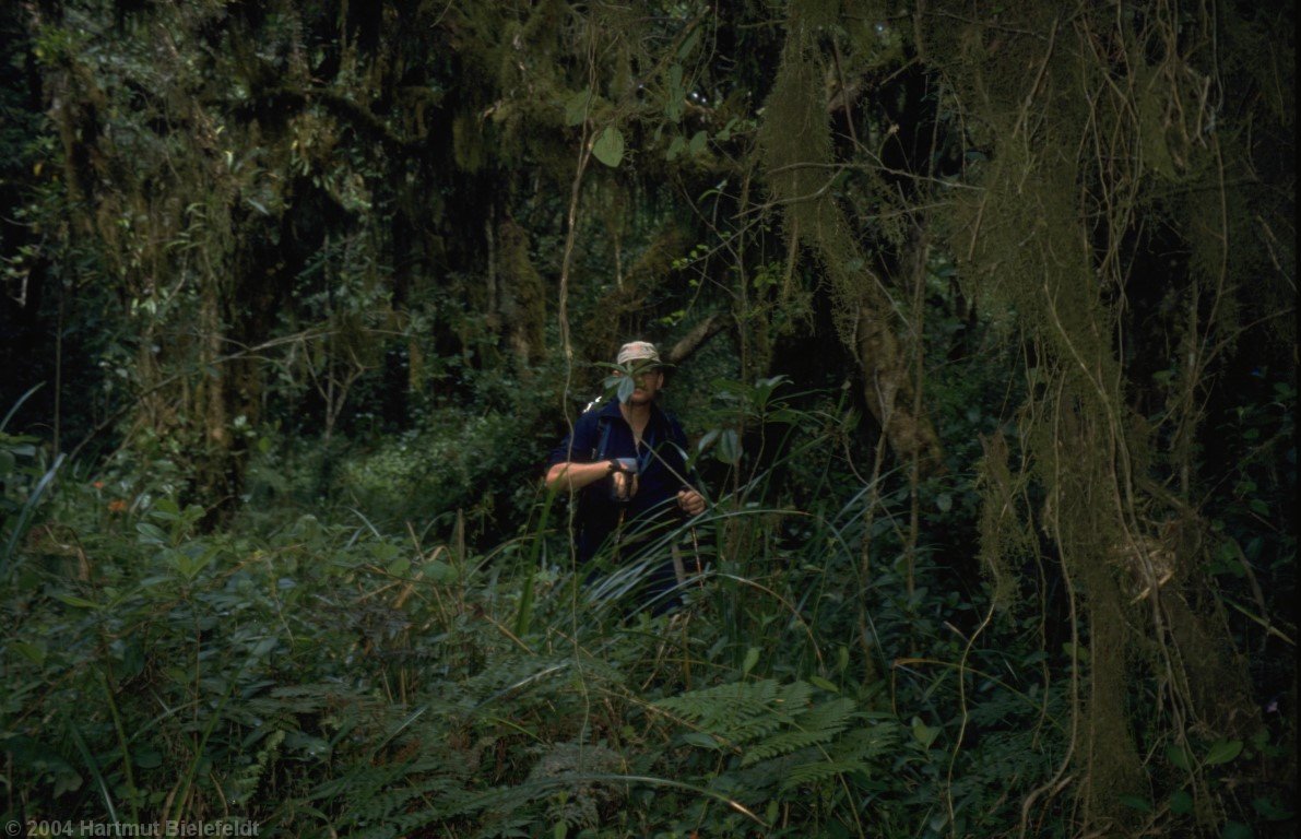 ...aber nur wenige Meter ab vom Pfad steht man mitten im Urwald.