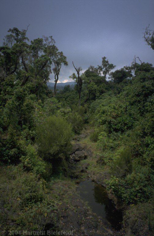 Kurz vor dem Marangu Gate
