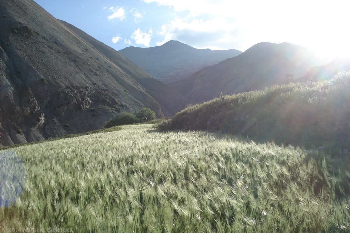 Gerstenfelder beim Weiler Yurutse