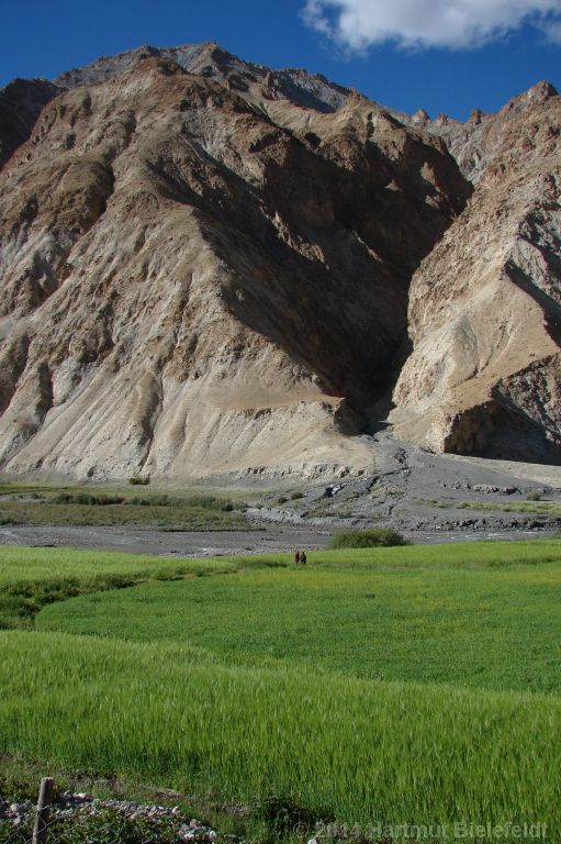 Gerstenfelder oberhalb von Markha