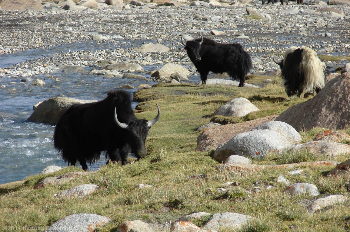 Yaks