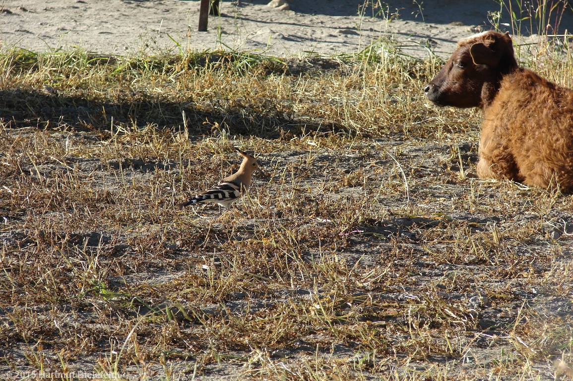 Hoopoe near our tent site