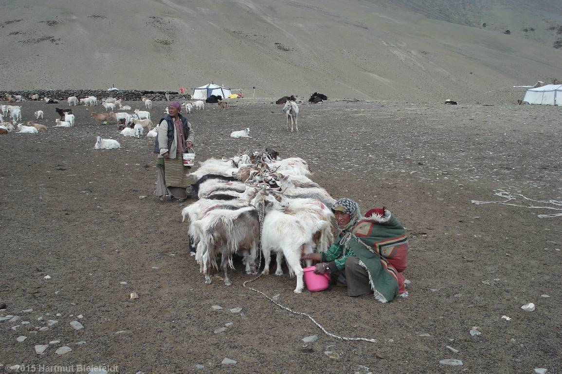 Die Ziegen werden zum Melken zusammengebunden.