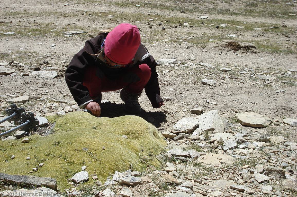 Nina examining a llareta-like cushion plant