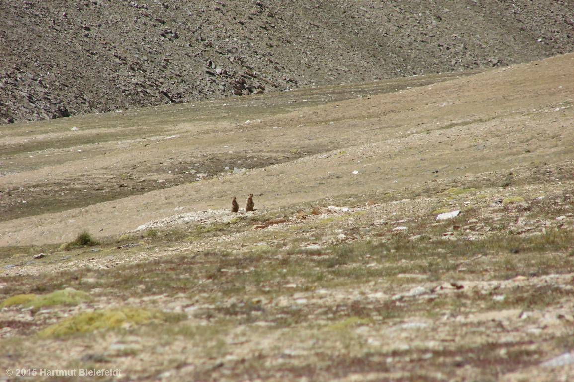 marmots on watch