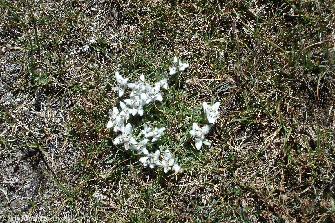 Edelweiss