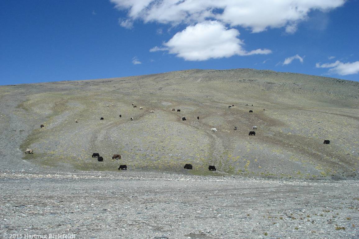 young yaks on the meadow