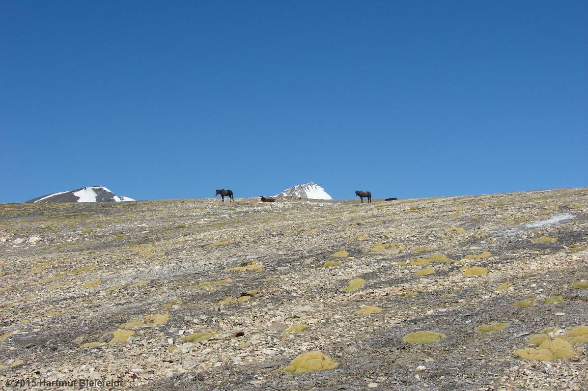 horses searching food