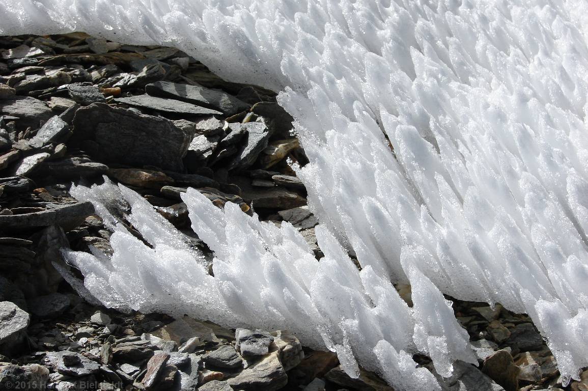 Here they are only the size of a finger.