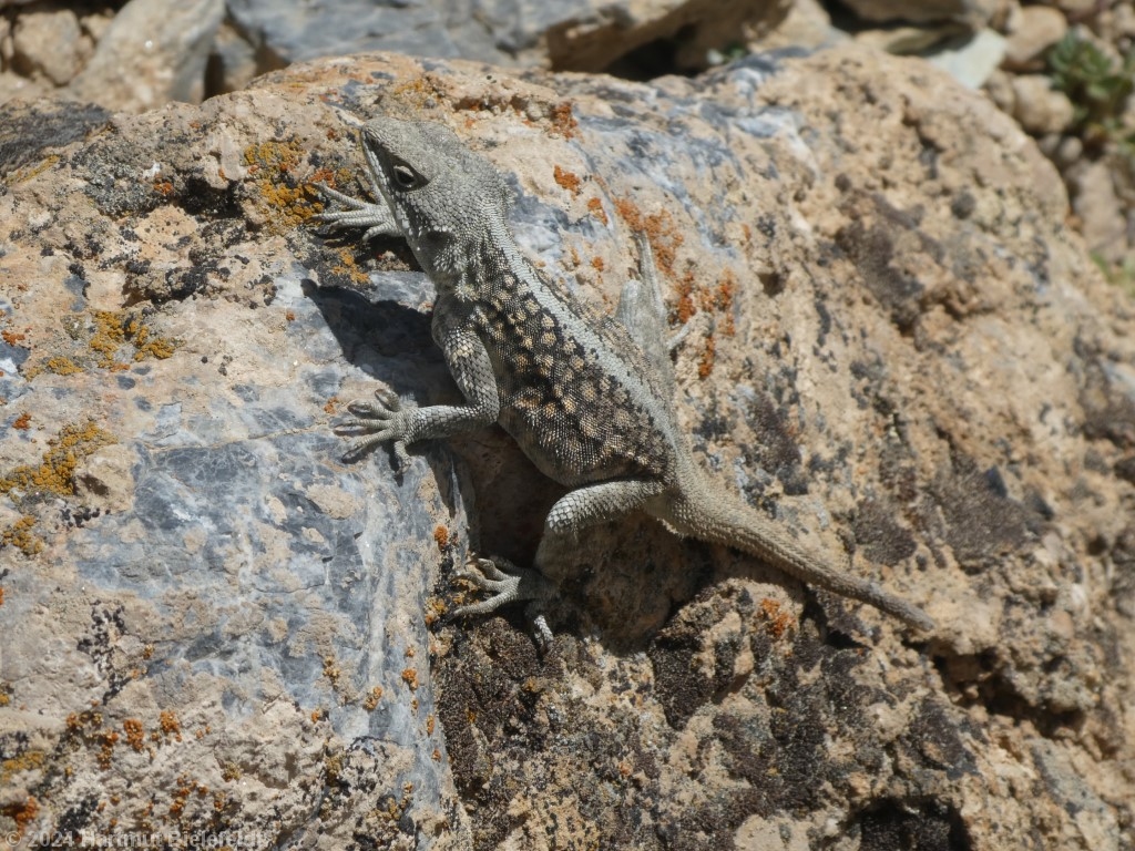 einheimischer Bewohner